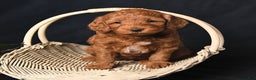 Cockapoo dogs for sale: Jewel - Ad 4