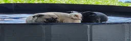 Pug dogs for sale: Charlie  - Ad 6