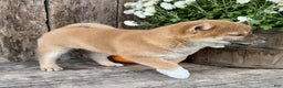Shiba Inu dogs for sale: Fiona - Ad 8