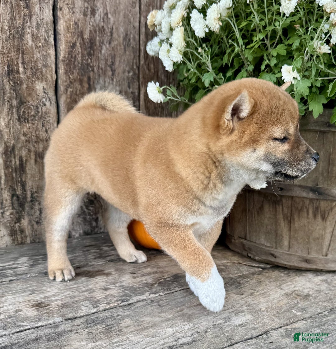 Shiba Inu dogs for sale: Fiona - Ad 8