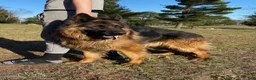German Shepherd dogs for sale: Black - Ad 6