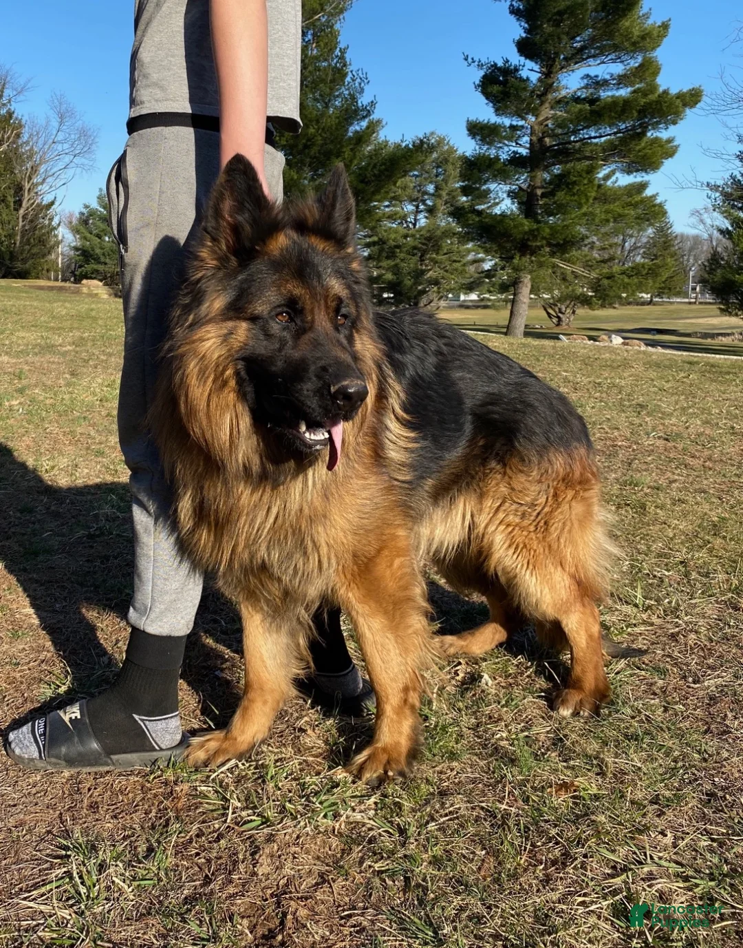 German Shepherd dogs for sale: Black - Ad 6