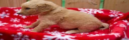 Goldendoodle dogs for sale: Steve - Ad 3