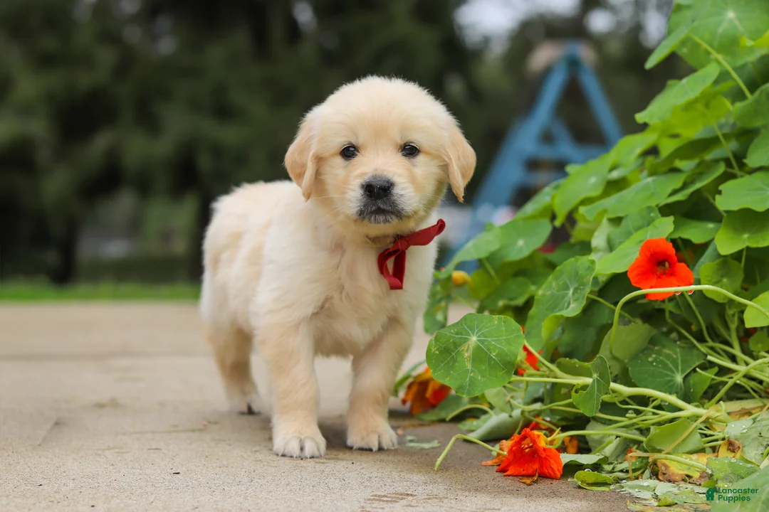 Golden Retriever dogs for sale: Benjie - Ad 1