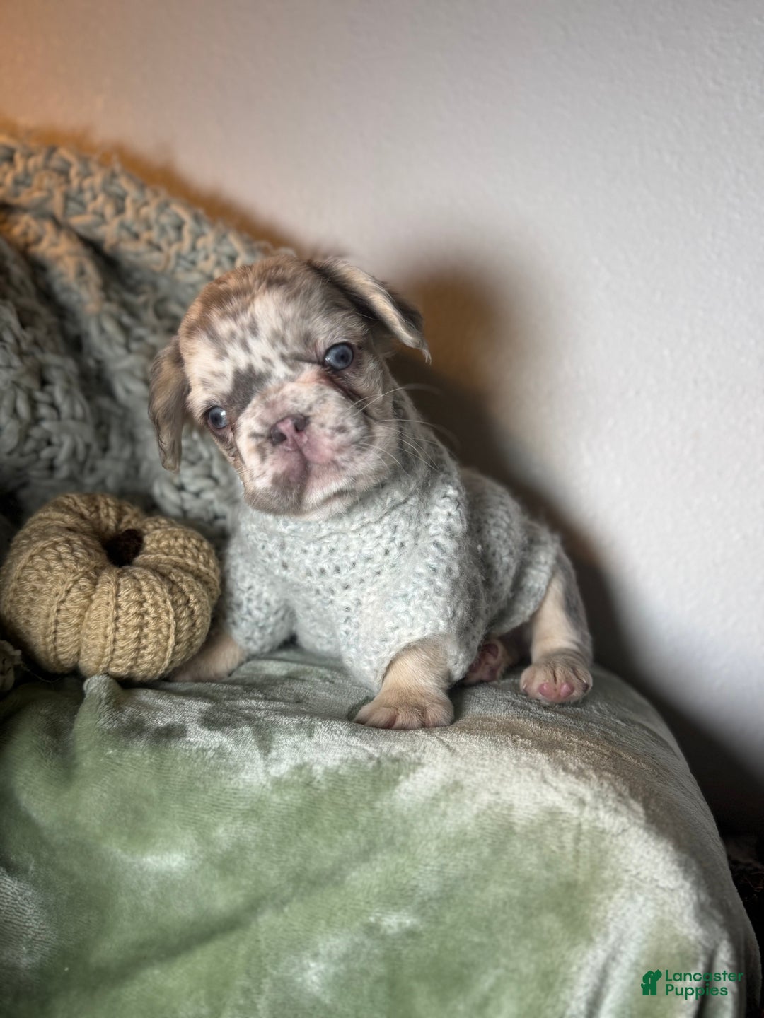 French Bulldog dogs for sale: Lilac tan fluffy french bulldog  - Ad 18