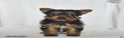 Yorkshire Terrier dogs for sale: Hans  - Ad 3