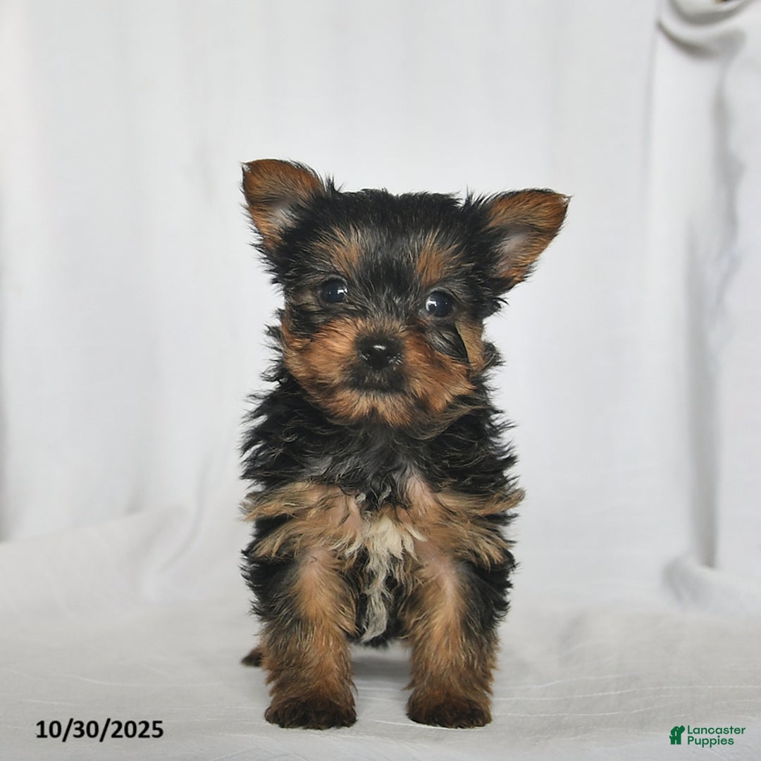 Yorkshire Terrier dogs for sale: Hans  - Ad 3
