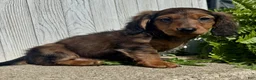 Miniature Dachshund dogs for sale: Jasmine - Ad 3
