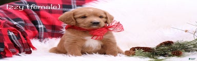 Izzy