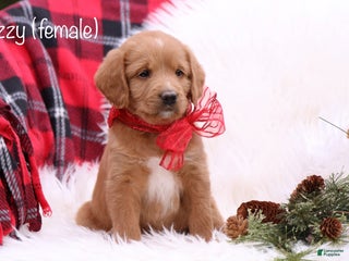 Labradoodle dogs Izzy - Ad 12