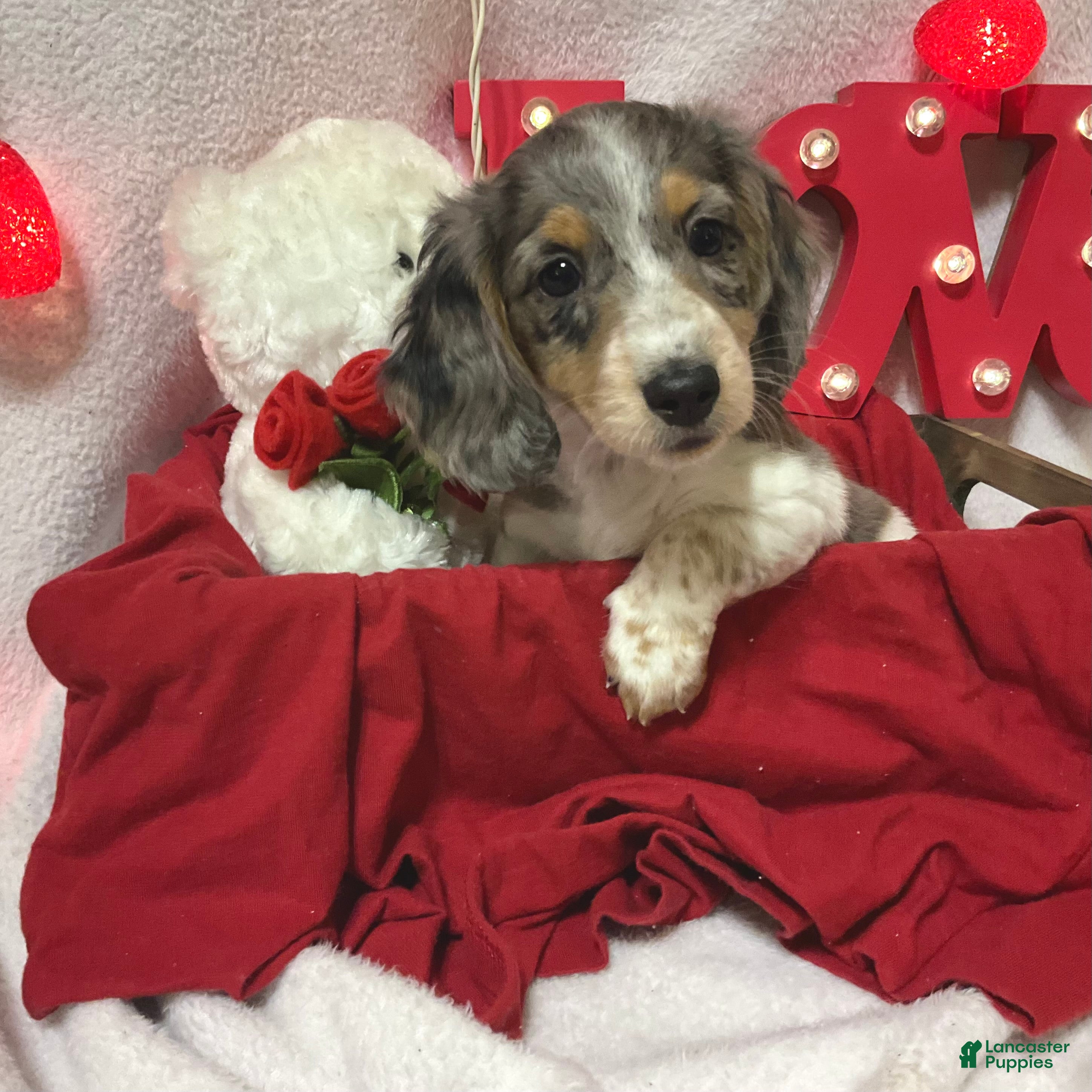 Miniature Dachshund dogs Lindsie - Ad 29