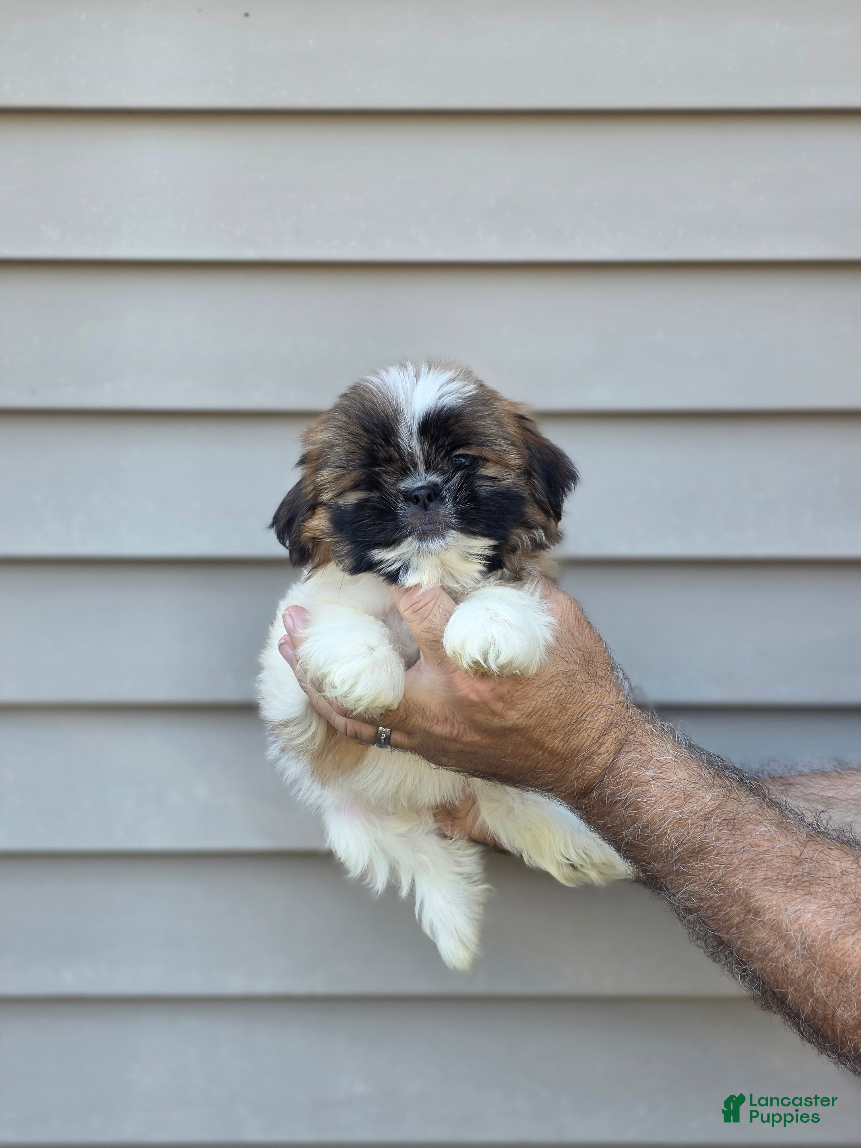 Shih Tzu dogs Jerry  - Ad 1