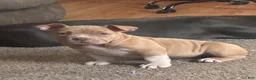 American Bully dogs for sale: American Bully Puppy 3 - Ad 2