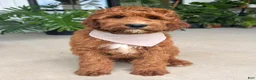 Irish Doodle dogs for sale: Harrison - Ad 4