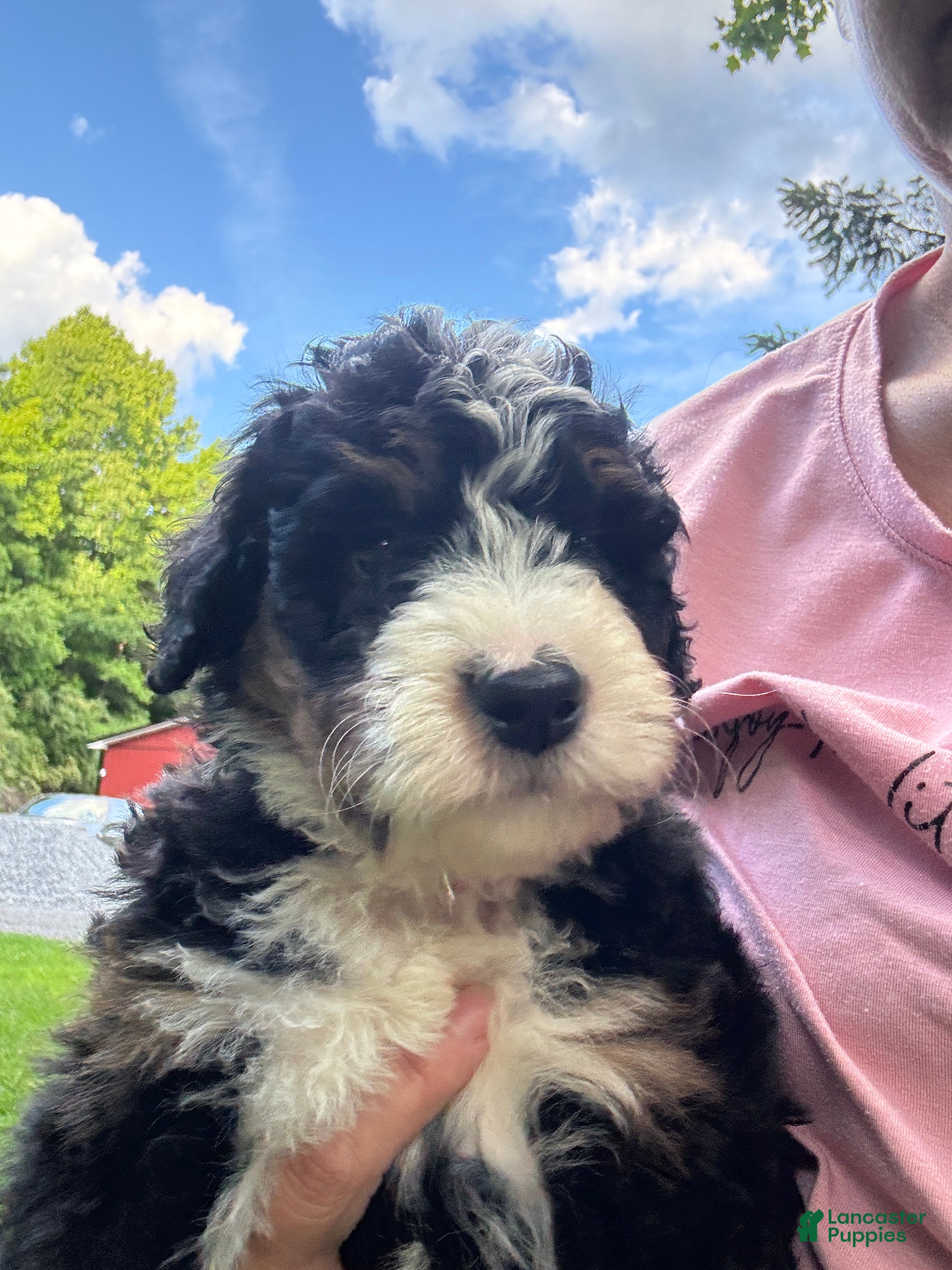 Mini Bernedoodle dogs for sale: Tucker - Ad 4