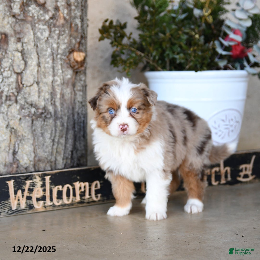Australian Shepherd dogs for sale: Paige - Ad 2