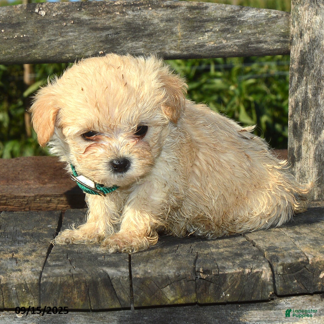 Micro Teacup Miniature Maltipoo Size Litter Of Maltipoo For Sale