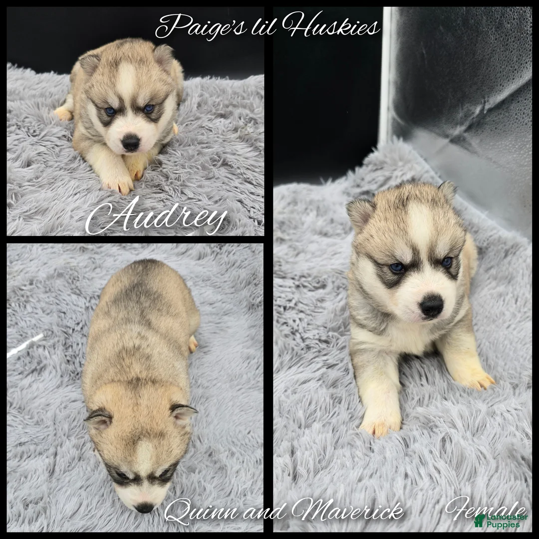 Siberian Husky dogs for sale: Audrey  - Ad 3