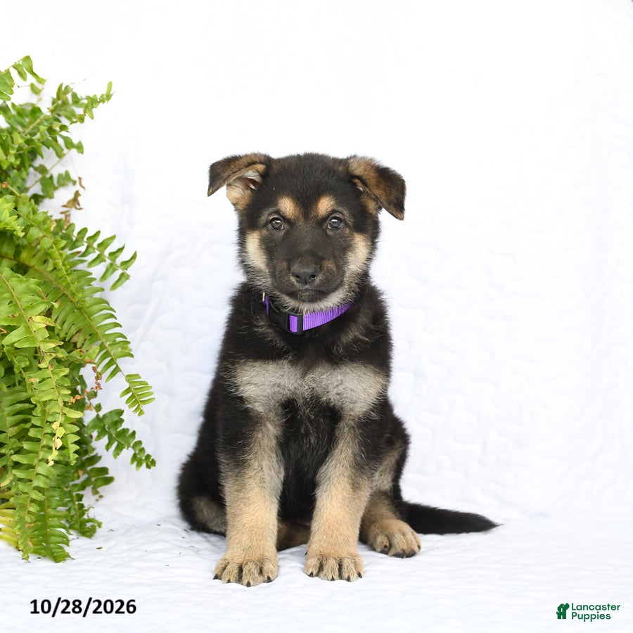 German Shepherd dogs for sale: Reign - Ad 1
