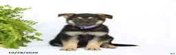 German Shepherd dogs for sale: Reign - Ad 1