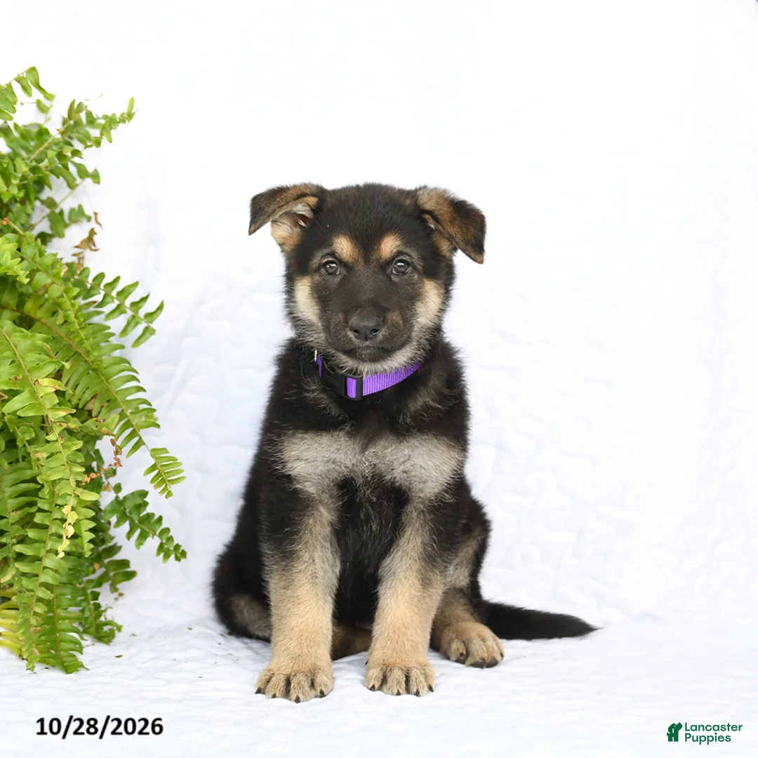 German Shepherd dogs for sale: Reign - Ad 1