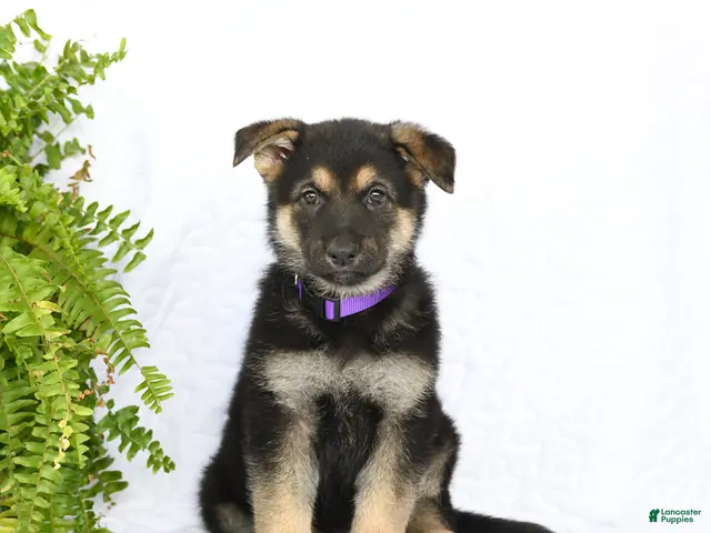 German Shepherd dogs for sale: Reign - Ad 1