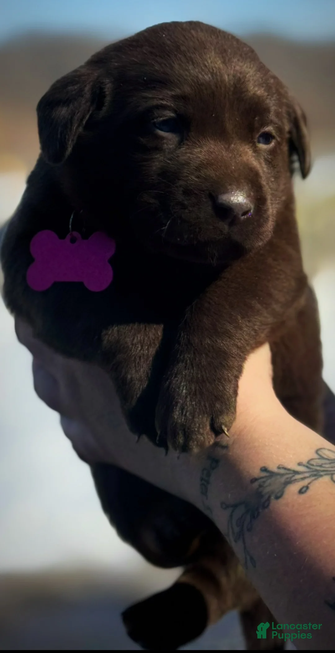 Labrador Retriever dogs for sale: georgann  - Ad 9