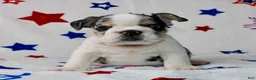 English Bulldog dogs for sale: Farah  - Ad 3