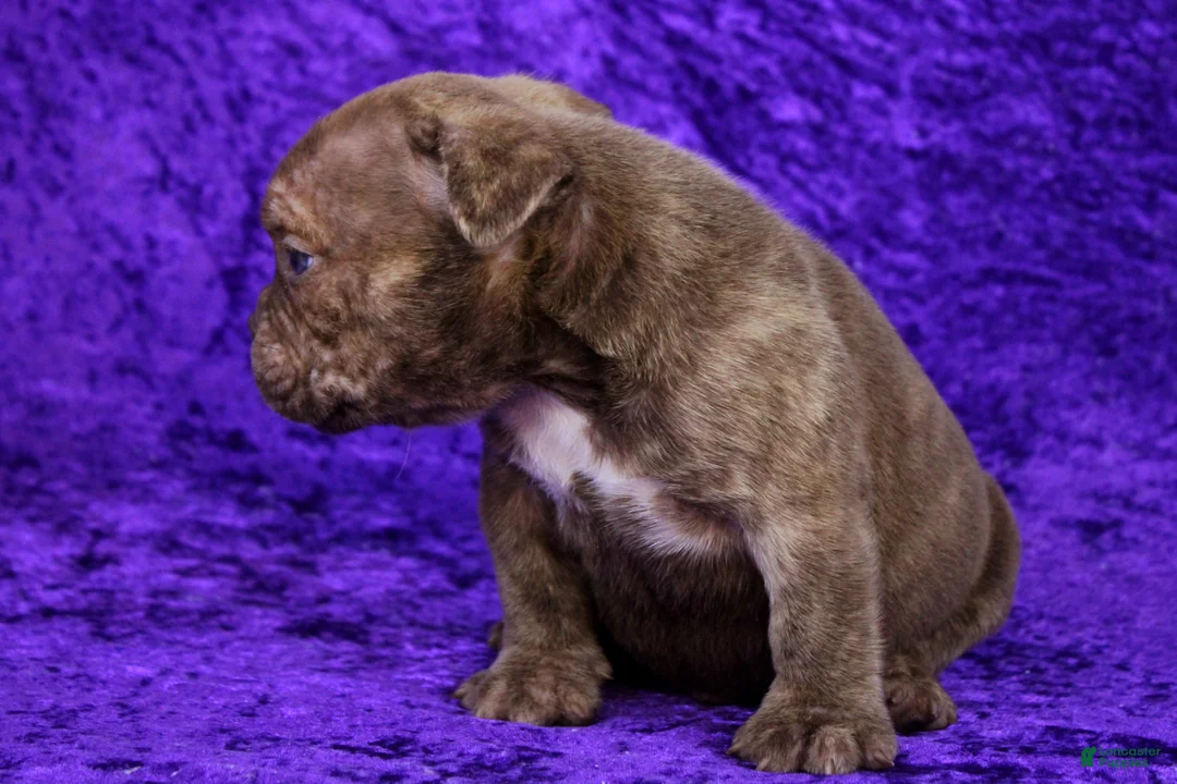 American Bully dogs for sale: Chocolate Brindle Male - Ad 8