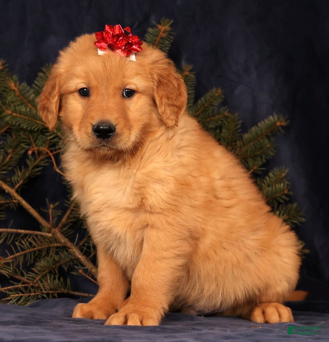Golden Retriever dogs for sale: Dallas - Ad 5
