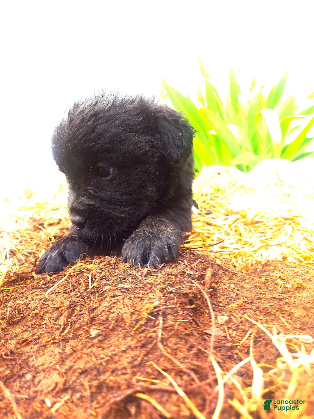 Mixed Breed dogs for sale: Mixed Breed Puppy 2 - Ad 2