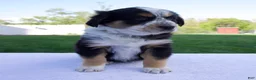 Australian Shepherd dogs for sale: Pepper - Ad 6