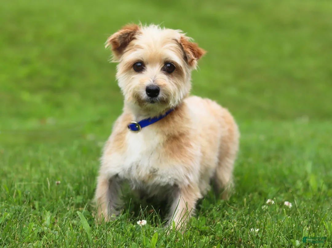 Morkie dogs for sale: Karis - Ad 9