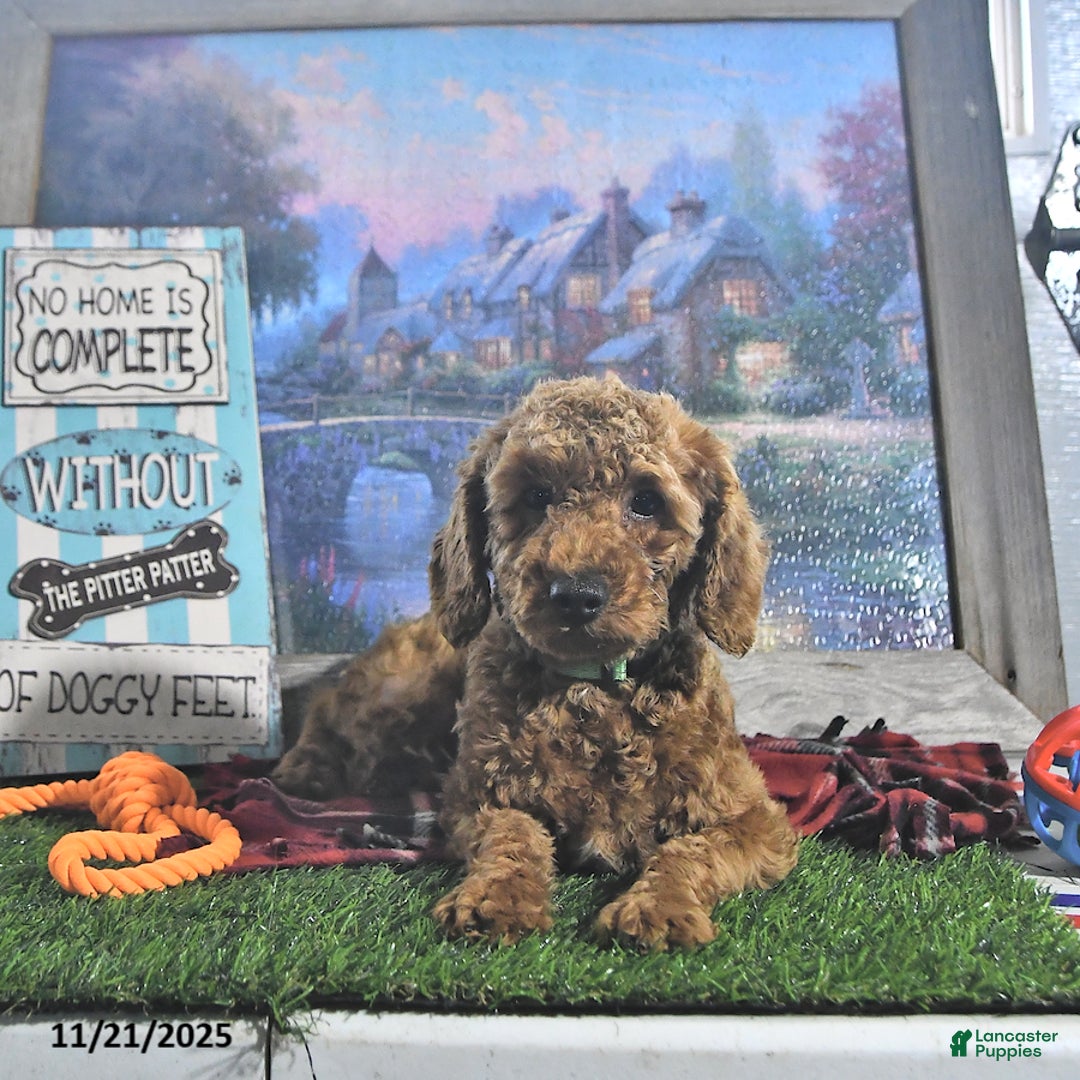 Toy Poodle dogs for sale: Dallas - Ad 5