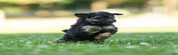 Miniature Poodle dogs for sale: Misty Miniature Poodle  - Ad 5