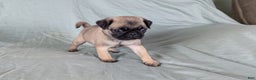 Pug dogs for sale: Luna - Ad 2