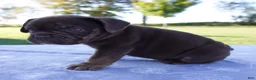 Beabull dogs for sale: Amber - Ad 5