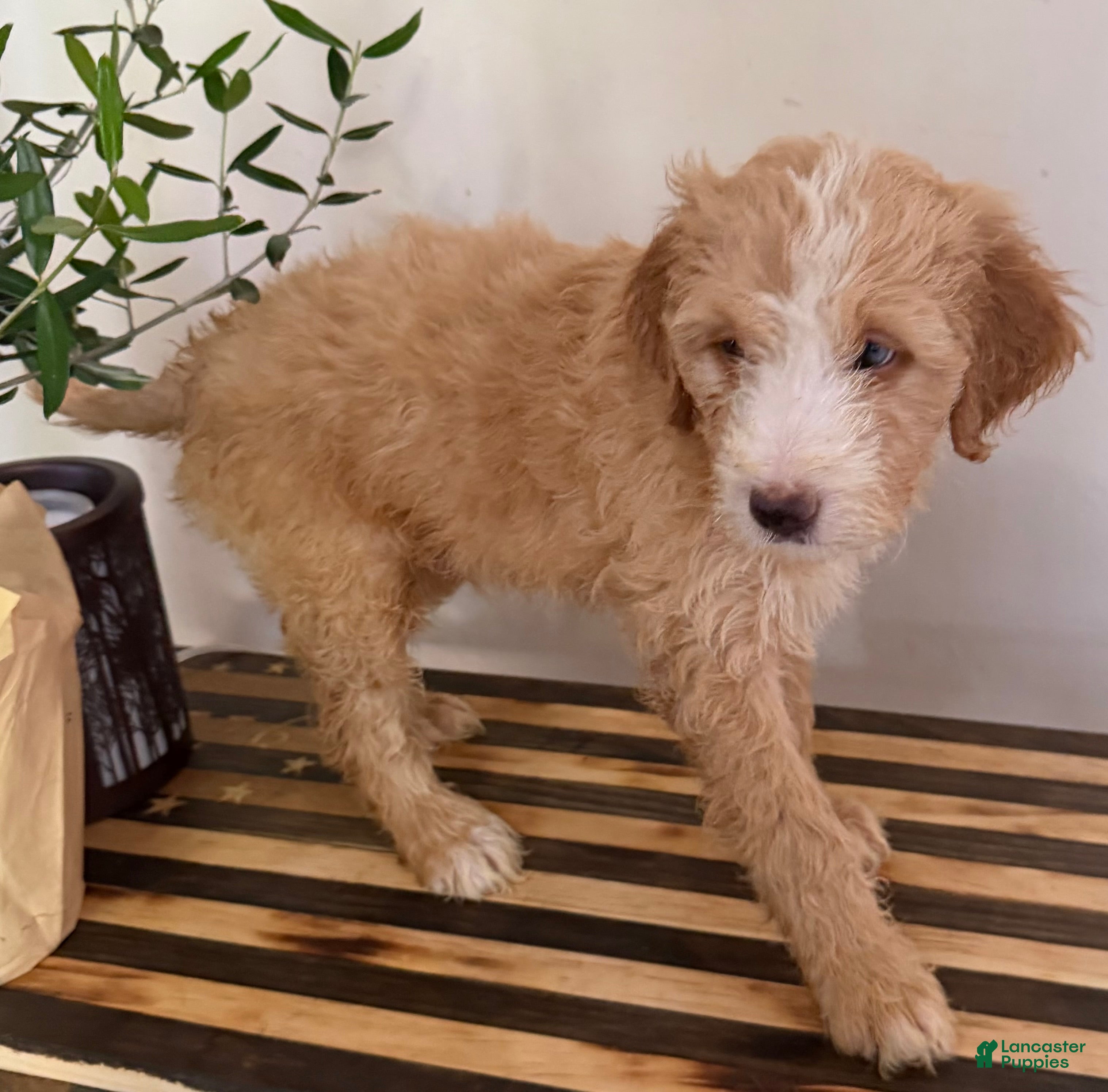 Mini Goldendoodle dogs Milo - Ad 1