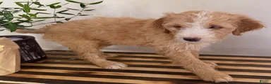 Milo