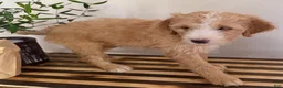 Mini Goldendoodle dogs for sale: Milo - Ad 1