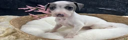 Italian Greyhound dogs for sale: Italian Greyhound 5 - Ad 4