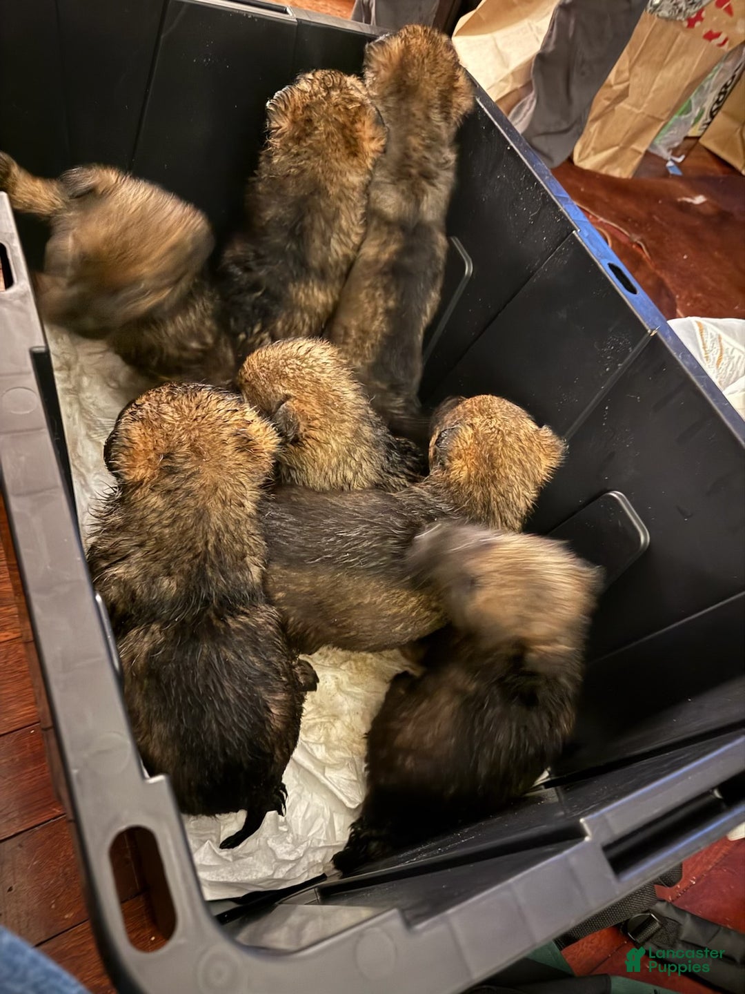 German Shepherd dogs for sale: German Shepherd Puppy 5 - Ad 1