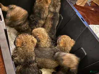 German Shepherd dogs German Shepherd Puppy 5 - Ad 26