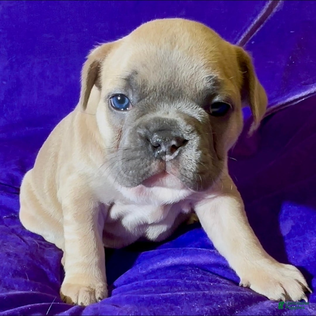 French Bulldog dogs for sale: Sabrina - Ad 4