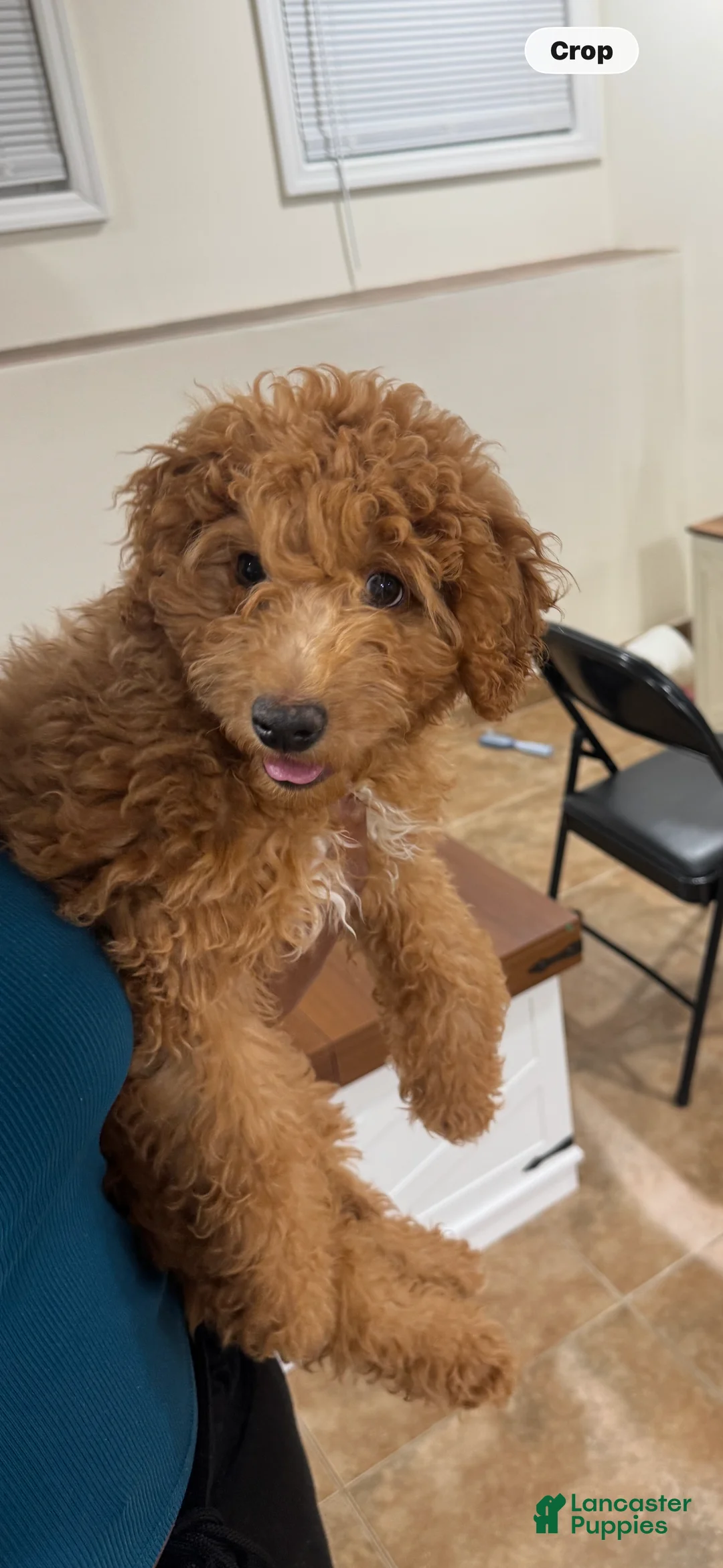 Mini Goldendoodle dogs for sale: Mini Goldendoodle Puppy 1 - Ad 1