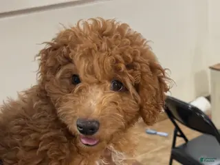 Mini Goldendoodle dogs Mini Goldendoodle Puppy 1 - Ad 32