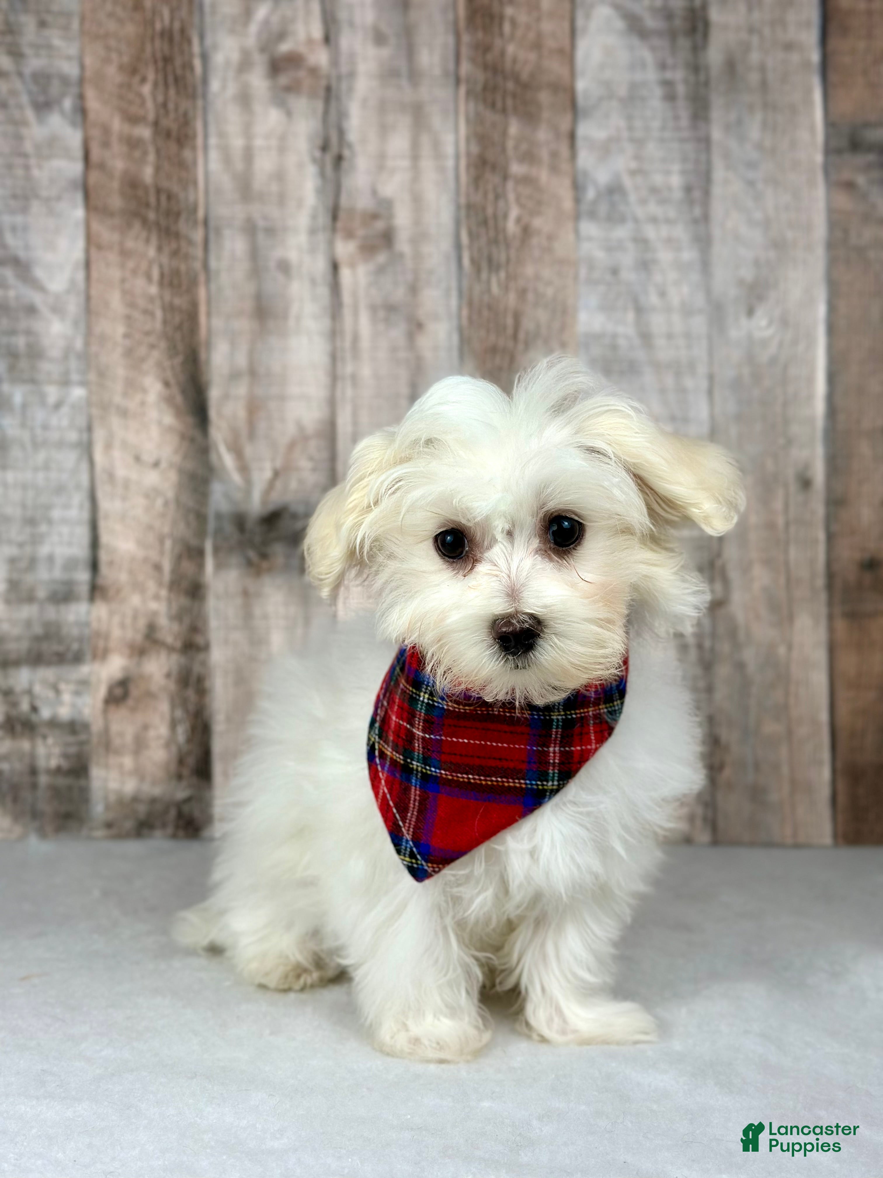 Maltipoo dogs Girl Minnie - 0214 - Ad 22