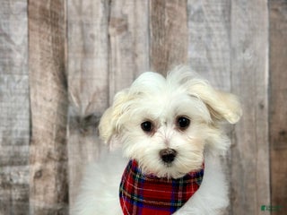 Maltipoo dogs Girl Minnie - 0214 - Ad 16