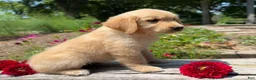 Golden Retriever dogs for sale: Emily - Ad 7