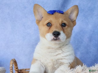 Welsh Corgi Pembroke dogs Tatum - Ad 30